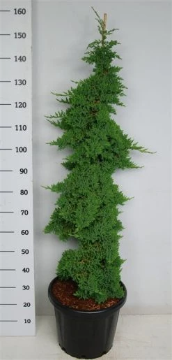 Jeneverbes (Juniperus Procumbens 'Nana') -Groene Wereld procumbensnana100 125