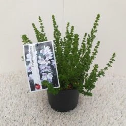 Prostanthera (Prostanthera Cuneata) -Groene Wereld prostanthera cuneata 1