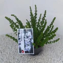 Prostanthera (Prostanthera Cuneata) -Groene Wereld prostanthera cuneata 1