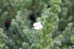 Prostanthera (Prostanthera Cuneata) -Groene Wereld prostanthera cuneata 3