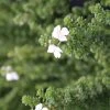 Prostanthera (Prostanthera Cuneata) -Groene Wereld prostanthera cuneata 4