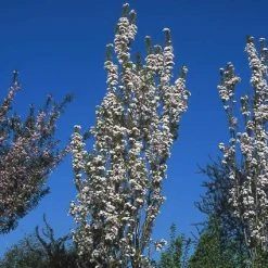 Japanse Sierkers Als Zuilboom (Prunus Serrulata 'Amanogawa') -Groene Wereld prsamano 12 2