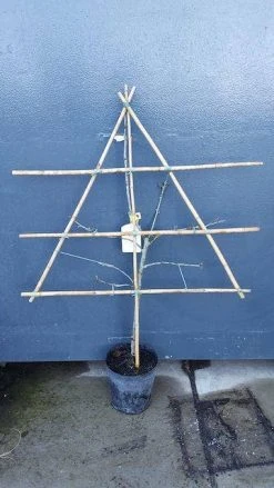 Lei-Pruim (Prunus Domestica 'Reine Claude D'Althan') -Groene Wereld pruim lei 1 12 1