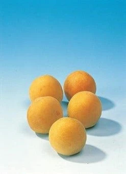 Lei-Pruim (Prunus Domestica 'Mirabelle De Nancy') 6 Lei-Pruim (Prunus Domestica 'Mirabelle De Nancy') -Groene Wereld pruim mirabelle de nancy