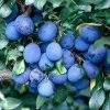 Lei-Pruim (Prunus Domestica 'Damson') -Groene Wereld prunud damson 1