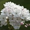 Japanse Sierkers Als Struik (Prunus Serrulata 'Amanogawa') -Groene Wereld prunus amanogawa zuilsierkersv01