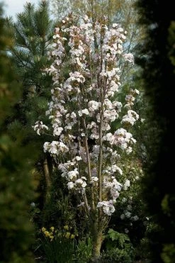 Japanse Sierkers Als Zuilboom (Prunus Serrulata 'Amanogawa') -Groene Wereld prunus amanogawav03