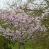 Japanse Sierkers (Prunus 'Accolade') -Groene Wereld prunus accolade