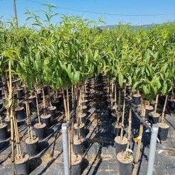 Perzik Als Halfstam (Prunus Persica 'Fayette') -Groene Wereld prunus armeniaca antonio errani 1 1 1