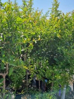 Abrikoos Als Halfstam (Prunus Armeniaca 'Antonio Errani') -Groene Wereld prunus armeniaca antonio errani 2 1 1