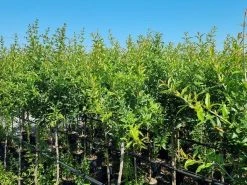 Abrikoos Als Halfstam (Prunus Armeniaca 'Antonio Errani') -Groene Wereld prunus armeniaca antonio errani 3 1 2