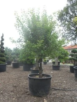 Abrikozenboom (Prunus Armeniaca) -Groene Wereld prunus armeniaca halfstam c750