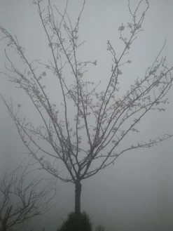 Japanse Sierkers (Prunus Subhirtella 'Autumnalis') -Groene Wereld prunus autumnalis