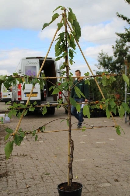 Lei-kers (Prunus Avium 'Hedelfinger Riesenkirsche') 5 Lei-kers (Prunus Avium 'Hedelfinger Riesenkirsche') - Afbeelding 3