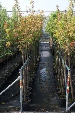 Kersenboom (Prunus Avium 'Merchant') -Groene Wereld prunus avium stam 2