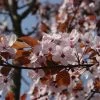 Rode Kerspruim Als Boom (Prunus Cistena) -Groene Wereld prunus cestina 1