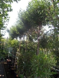 Bolprunus (Prunus Eminens 'Umbraculifera') -Groene Wereld prunus eminens umbraculifera 10 12ho cont