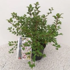 Sierkers (Prunus Incisa 'Kojou-no-mai') -Groene Wereld prunus incisa kojou no mai