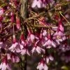 Japanse Sierkers (Prunus Incisa 'Paean') -Groene Wereld prunus incisa paean 1