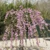Japanse Treursierkers (Prunus Serrulata 'Kiku-shidare') -Groene Wereld prunus kiku shidare zakura 1