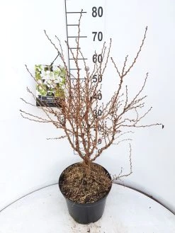 Sierkers (Prunus Incisa 'Kojou-no-mai') 7 Sierkers (Prunus Incisa 'Kojou-no-mai') -Groene Wereld prunus kojou no mai 60 70 cm c10 v01 1