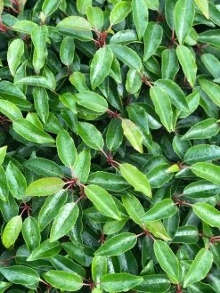 Portugese Laurier Als Grote Bolvorm (Prunus Lusitanica 'Angustifolia') 13 Portugese Laurier Als Grote Bolvorm (Prunus Lusitanica 'Angustifolia') -Groene Wereld prunus l. angustifolia blad 2