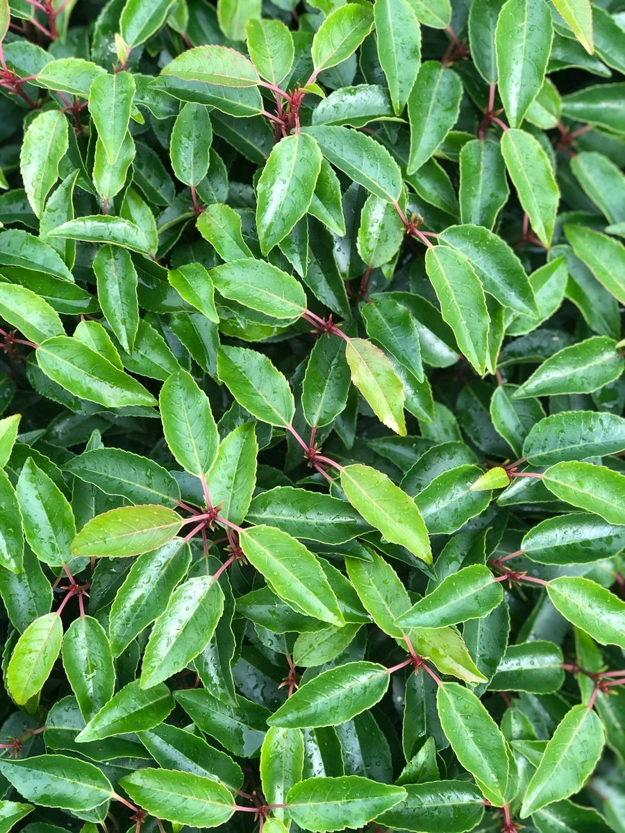 Portugese Laurier Als Grote Bolvorm (Prunus Lusitanica 'Angustifolia') 8 Portugese Laurier Als Grote Bolvorm (Prunus Lusitanica 'Angustifolia') - Afbeelding 6