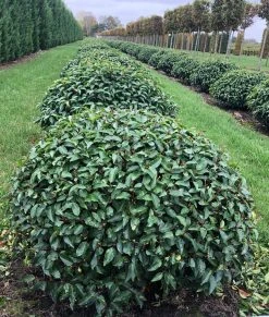 Portugese Laurier Als Grote Bolvorm (Prunus Lusitanica 'Angustifolia') 9 Portugese Laurier Als Grote Bolvorm (Prunus Lusitanica 'Angustifolia') -Groene Wereld prunus l. angustifolia bol 2 2