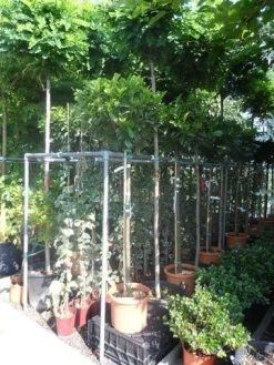 Laurier Als Boom (Prunus Laurocerasus 'Etna') -Groene Wereld prunus laurocerasus etna 120stam c20