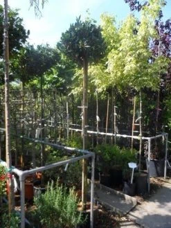 Laurierkers Op Stam (Prunus Laurocerasus 'Otto Luyken') -Groene Wereld prunus laurocerasus otto luyken 8 10 12ho cont 1