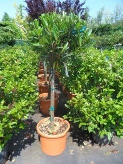 Laurierkers Op Stam (Prunus Laurocerasus 'Otto Luyken') -Groene Wereld prunus laurocerasus otto luyken 80stam c25