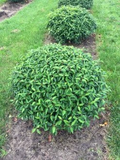 Portugese Laurier Als Grote Bolvorm (Prunus Lusitanica 'Angustifolia') 10 Portugese Laurier Als Grote Bolvorm (Prunus Lusitanica 'Angustifolia') -Groene Wereld prunus lus. angustifolia bol 2