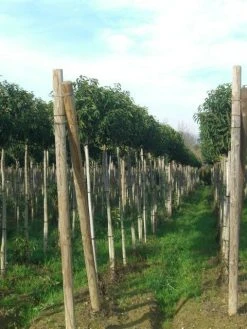 Portugese Laurier Als Boom (Prunus Lusitanica 'Angustifolia') -Groene Wereld prunus lusitanica 1