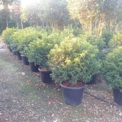 Portugese Laurier Als Bol (Prunus Lusitanica 'Angustifolia') -Groene Wereld prunus lusitanica 1