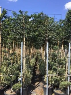 Portugese Laurier Als Leiboom (Prunus Lusitanica) 9 Portugese Laurier Als Leiboom (Prunus Lusitanica) -Groene Wereld prunus lusitanica 5 1