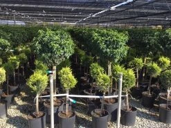 Portugese Laurier Op Stam (Prunus Lusitanica 'Angustifolia') 13 Portugese Laurier Op Stam (Prunus Lusitanica 'Angustifolia') -Groene Wereld prunus lusitanica 80cm stam 1