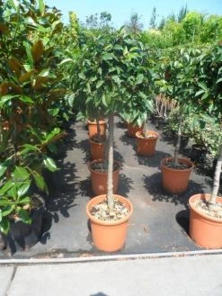 Portugese Laurier Als Boom (Prunus Lusitanica) -Groene Wereld prunus lusitanica 80stam c25