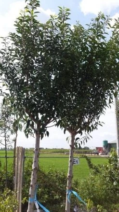 Portugese Laurier Als Boom (Prunus Lusitanica) -Groene Wereld prunus lusitanica als boom01 1