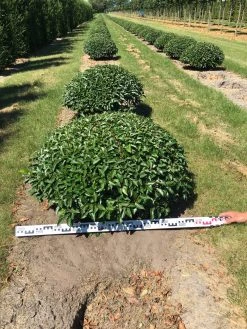 Portugese Laurier Als Grote Bolvorm (Prunus Lusitanica 'Angustifolia') -Groene Wereld prunus lusitanica angustifolia 100 cm breed bol drkl