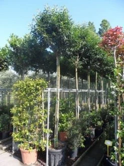 Portugese Laurier Als Boom (Prunus Lusitanica 'Angustifolia') -Groene Wereld prunus lusitanica angustifolia 12 14ho 1