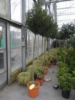 Portugese Laurier Als Boom (Prunus Lusitanica 'Angustifolia') -Groene Wereld prunus lusitanica angustifolia 150stam c25 1