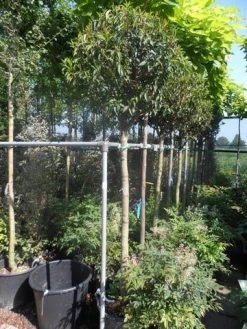 Portugese Laurier Als Boom (Prunus Lusitanica 'Angustifolia') -Groene Wereld prunus lusitanica angustifolia 150stam c35 1