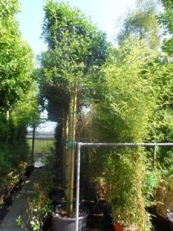 Portugese Laurier Als Boom (Prunus Lusitanica 'Angustifolia') 21 Portugese Laurier Als Boom (Prunus Lusitanica 'Angustifolia') -Groene Wereld prunus lusitanica angustifolia 16 18 20ho cont. leivorm