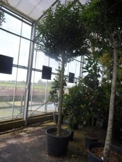 Portugese Laurier Als Boom (Prunus Lusitanica 'Angustifolia') 19 Portugese Laurier Als Boom (Prunus Lusitanica 'Angustifolia') -Groene Wereld prunus lusitanica angustifolia 16 18ho c90