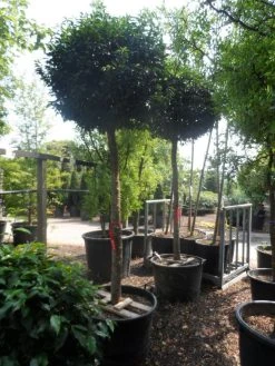 Portugese Laurier Als Boom (Prunus Lusitanica 'Angustifolia') 18 Portugese Laurier Als Boom (Prunus Lusitanica 'Angustifolia') -Groene Wereld prunus lusitanica angustifolia 18 20 ho c130