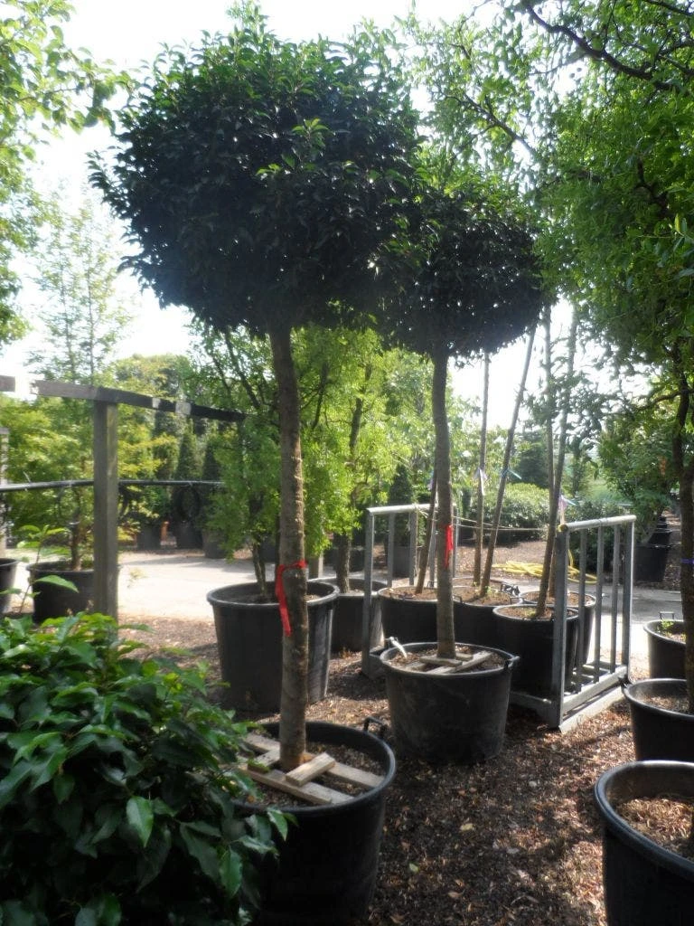 Portugese Laurier Als Boom (Prunus Lusitanica 'Angustifolia') 6 Portugese Laurier Als Boom (Prunus Lusitanica 'Angustifolia') - Afbeelding 4