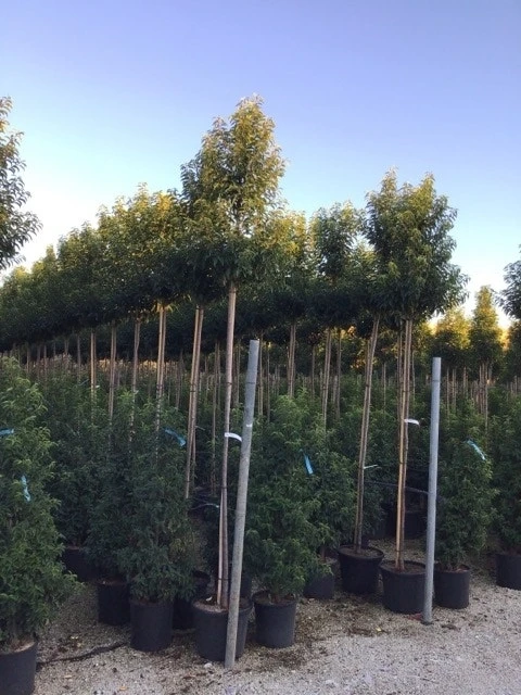 Portugese Laurier Op Stam (Prunus Lusitanica 'Angustifolia') 3 Portugese Laurier Op Stam (Prunus Lusitanica 'Angustifolia')