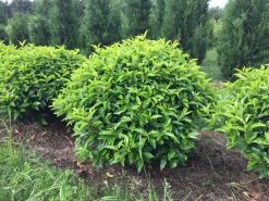 Portugese Laurier Als Grote Bolvorm (Prunus Lusitanica 'Angustifolia') 11 Portugese Laurier Als Grote Bolvorm (Prunus Lusitanica 'Angustifolia') -Groene Wereld prunus lusitanica angustifolia 90 cm breed bol drkl 1