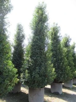 Portugese Laurier, Piramide (Prunus Lusitanica ) -Groene Wereld prunus lusitanica piramide