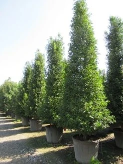Portugese Laurier, Piramide (Prunus Lusitanica ) -Groene Wereld prunus lusitanica piramide 2